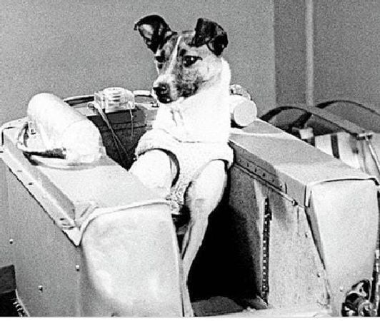 laika