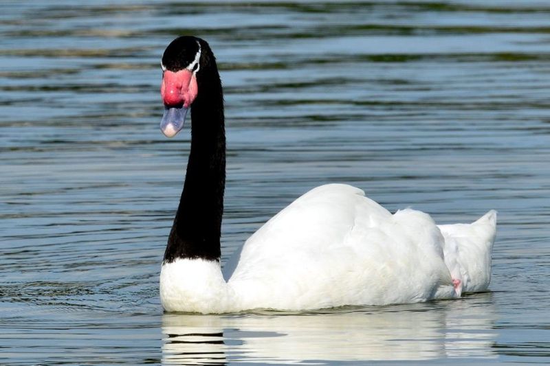 cisne-1