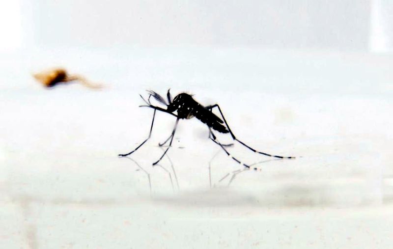 mosquito
