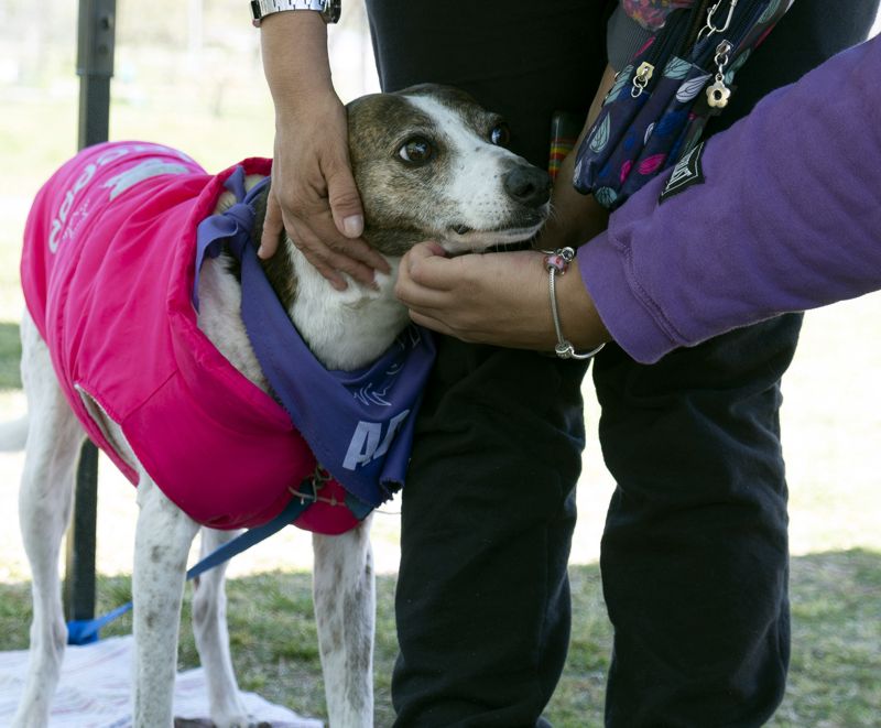 perro-2