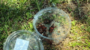 PALMERA PICUDO