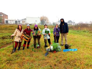 plantacion
